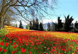 Image result for Mainau Germany Location