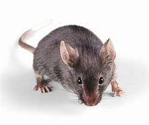 Image result for Mouse Soirts