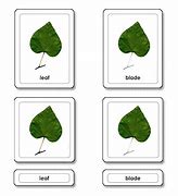 Image result for Plant Leaf Parts