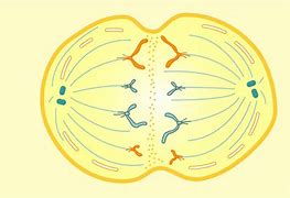 Image result for Dividing Cell and Non-Dividing Cells