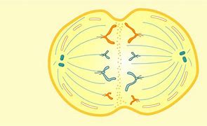 Image result for Dividing Cell and Non-Dividing Cells