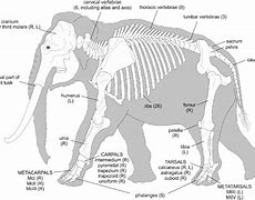 Image result for Horror Elephant Skeleton