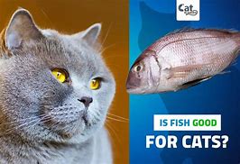 Image result for Cat Eating Raw Fish