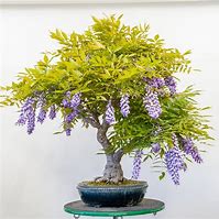 Image result for Bonsai at Night