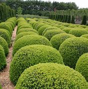 Image result for Boxwood Buxus Sempervirens