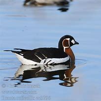 Image result for Branta