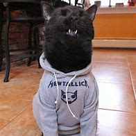 Image result for Thuggin Hoodie Cat