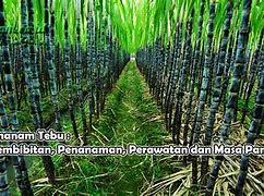 Image result for Menanam Tebu