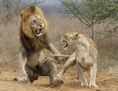 Image result for Fighting The Lion Inside