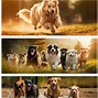 Image result for Dog Spa Facebook Banner