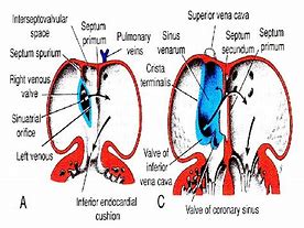 Image result for Interatrial Septum Anatomy