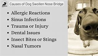 Image result for Dog Swollen Nose