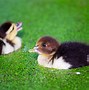 Image result for Duckweed for Chickens