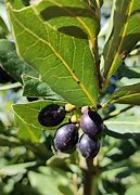 Image result for Laurus Species