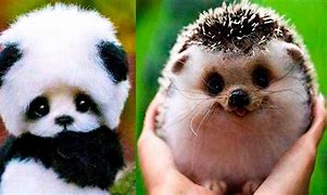 Image result for Baby Animal Hugables