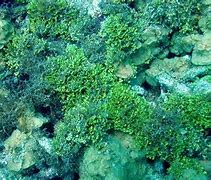 Image result for Alga Hutan