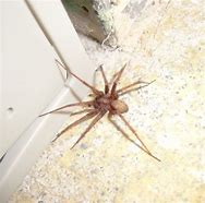 Image result for Brown House Spider Poisonous