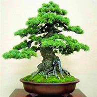 Image result for Pine Tree Forest Bonsai