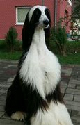 Image result for Afghan Hound Husky Mix