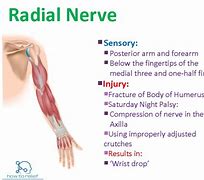 Image result for Pin Nerve Function