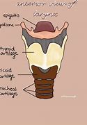 Image result for Larynx Drawing