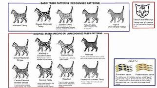 Image result for What Do Tabby Cats Look Like