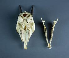 Image result for Dik Dik Skull