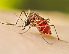 Image result for Dengue Fever Doh