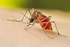 Image result for Dengue Diarrhea