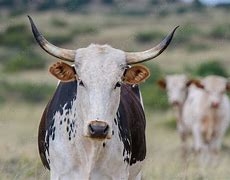 Image result for Stock Images Nguni Cattle