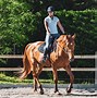 Image result for Beginner Horse Riding