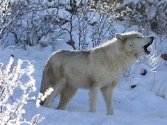 Image result for Wolf Shelter