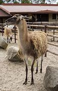 Image result for lama animal habitat