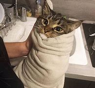 Image result for Cat Burrito Song