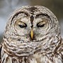 Image result for Barred Owl Gifts