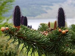 Image result for Abies Tree