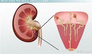 Image result for Renal Medulla Pyramid