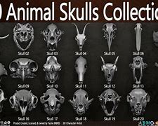 Image result for Strange Animal Skulls