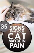 Image result for Cat in Pain Signs