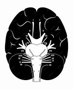 Image result for Cranial Nerves Number Diagram