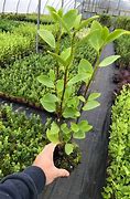 Image result for New Zealand Laurel