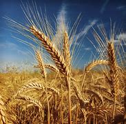 Image result for Field of Oats