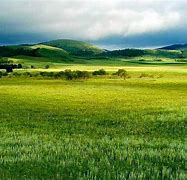 Image result for Grassland Environment