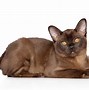 Image result for Wild Cat Long Tail