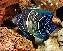 Image result for Black Angelfish Saltwater