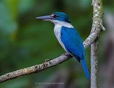 Image result for Collared Kingfisher