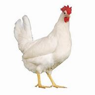 Image result for Chicken Poultry