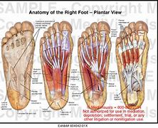 Image result for Plantar Arch of Foot