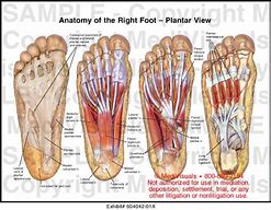 Image result for Foot Anatomy Plantar Arch