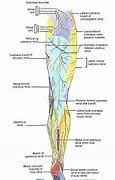 Image result for Buttock Nerves